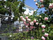Le-rose